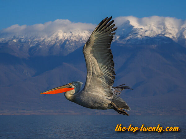 Dalmatian Pelican